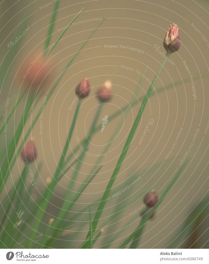 Chive blossoms in soft light Chives chive blossom Herbs and spices Blossom Shallow depth of field Exterior shot Colour photo Nature Plant Agricultural crop