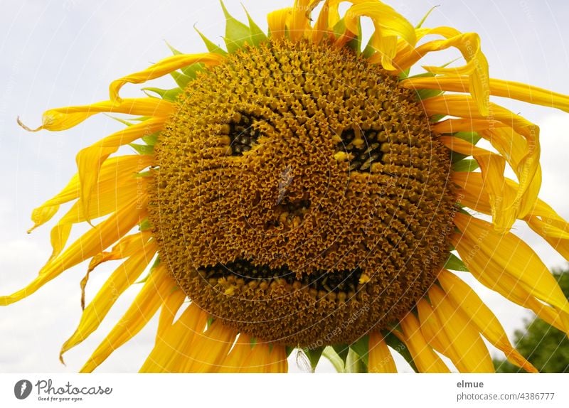 almost withered sunflower with a face / end of season Sunflower Faded Flower Helianthus annuus Face End of the season aster species Common chicory tube blossom