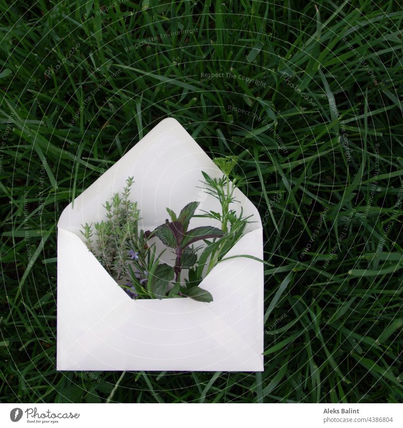 Various herbs in envelope Herb garden Green Exterior shot Grass Envelope (Mail) Colour photo Garden Nature Fresh Plant Summer