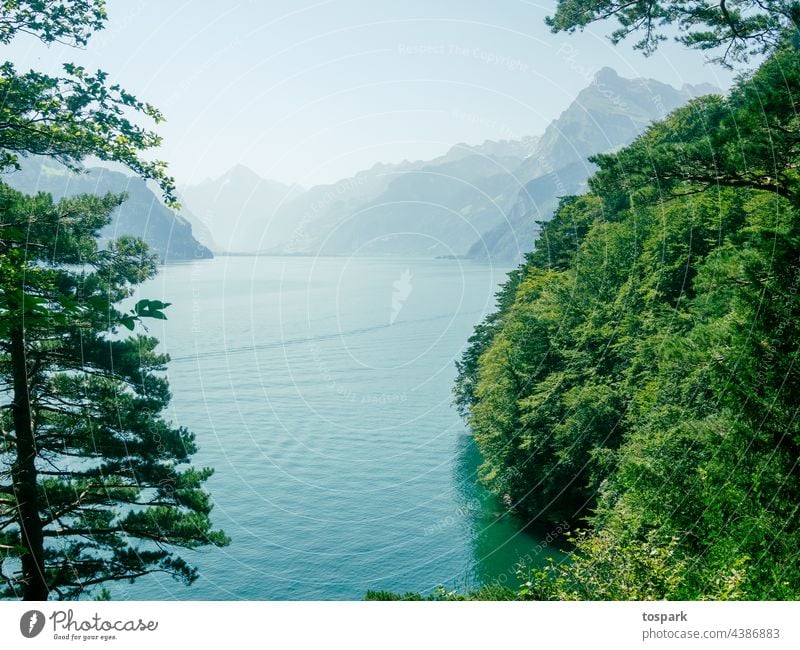 Lake Lucerne Switzerland Uri schwyz Water Sun trees Landscape Nature Deserted Exterior shot Sky Environment free time voyage Day Beautiful weather