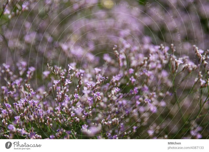 Plant with small purple flowers Blossom Green variegated Delicate Garden Blossoming Summer Flower Nature Violet Spring blurriness Macro (Extreme close-up)