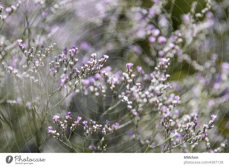 Plant with small purple flowers Blossom Green variegated Delicate Garden Blossoming Summer Flower Nature Violet Spring blurriness Macro (Extreme close-up)