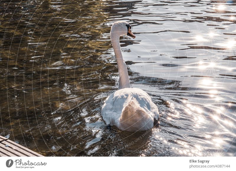 Proud Swan in Sun Star Waters.... Animal Bird Lake Float in the water Feather Exterior shot Waves Grand piano Drops of water pretty Pride Looking Deep