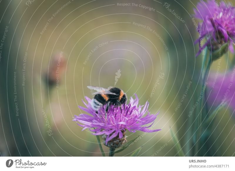 the small yellow and black striped bumblebee is busy pollinating pink flowers Bumble bee Insect Blossom Macro (Extreme close-up) Nature Animal Colour photo