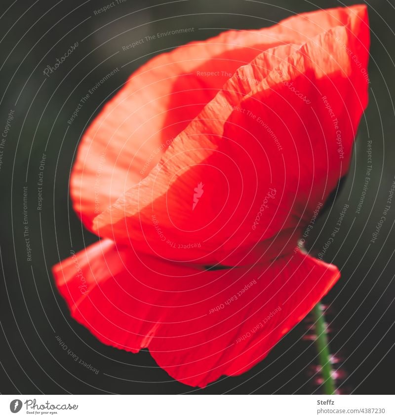 the poppy | insists on red | transient Poppy Poppy blossom poppy flower papaver Meadow flower wild flower Wild plant summer flower Flower Blossom