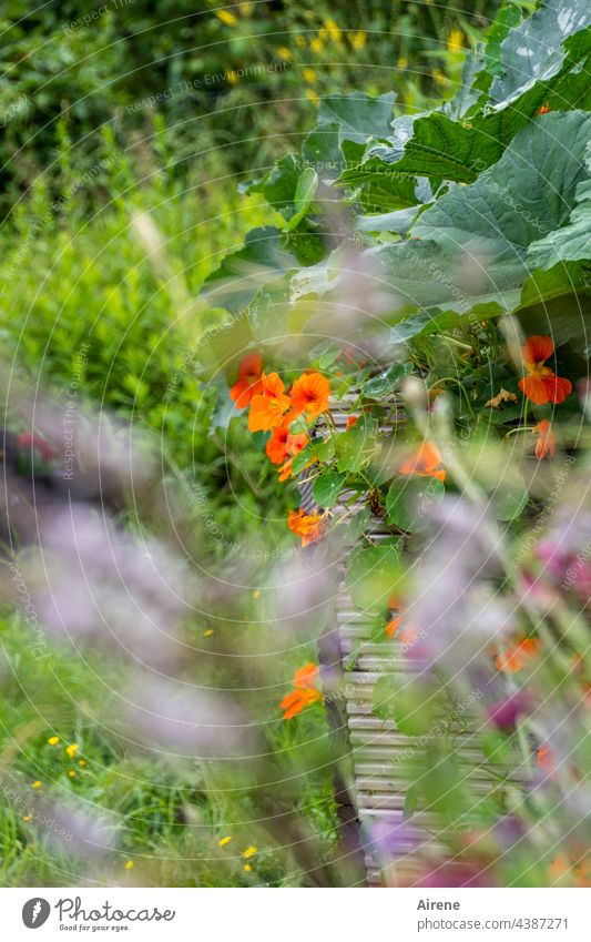 There we have the salad | decorated with edible flowers Garden Country  garden Nasturtium naturally Flower Sunlight Summery Bright Beautiful weather Red