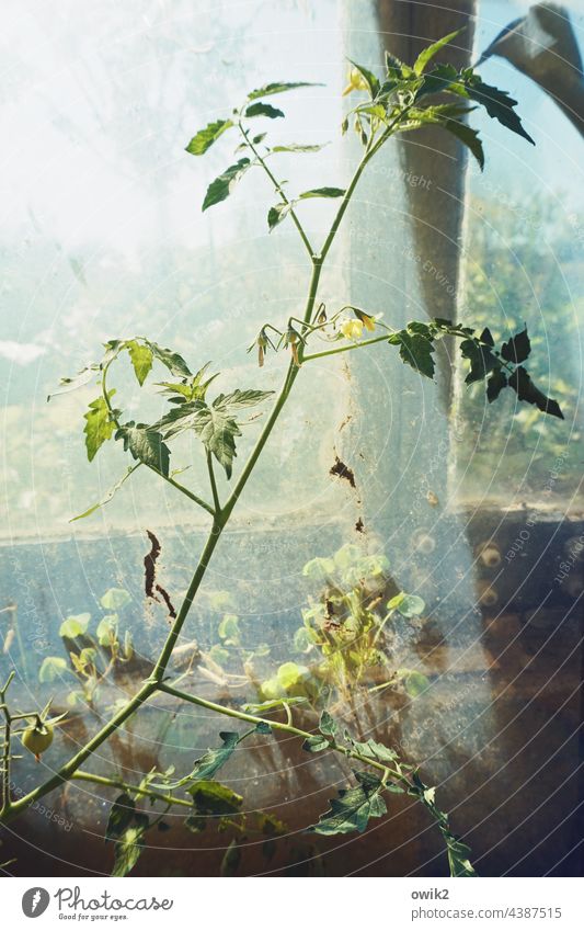 Greenhouse life tomato bush tomato plant twigs Colour photo Growth wax naturally Garden Glass Mysterious Sunlight Shadow Detail Thin Window Garden plot leaves