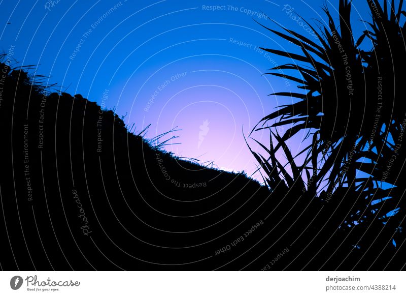 Behind the dark slope in the foreground, in the still blue sky, without clouds the sun sets so slowly. This touches the palm standing on the right at the slope.