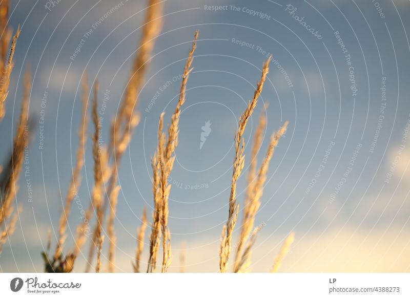 herbs in the sun Light Sun Sunlight Horizon Botany Peaceful Glittering Neutral Background Silhouette Light (Natural Phenomenon) Structures and shapes Abstract