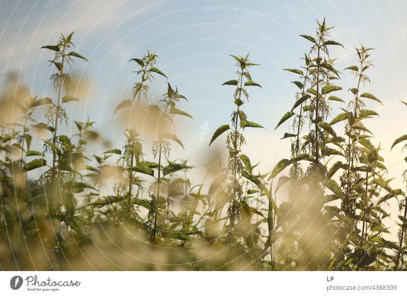 chamomile flowers and nettles against a sky background flowerhead many bouquet group high angle freshness allergens allergy rhinitis unwell sick pollen