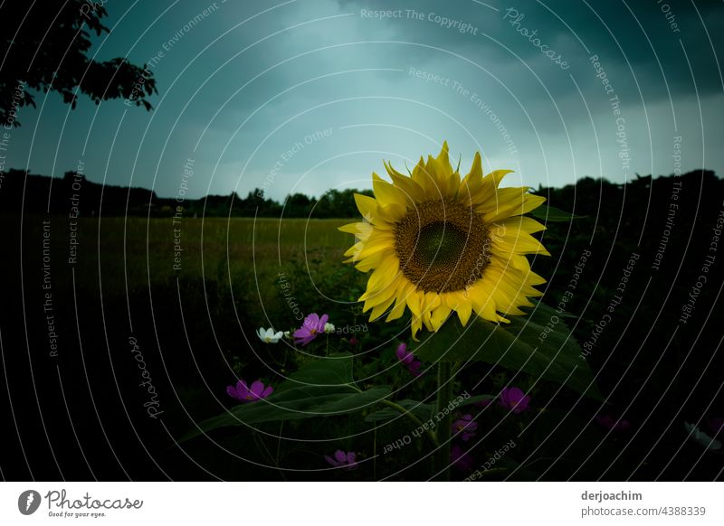 In a field, a beautiful bright sunflower. The sun is only visible as a small glow. Dark storm clouds make the whole gloomy. In the background are a whole row of trees .