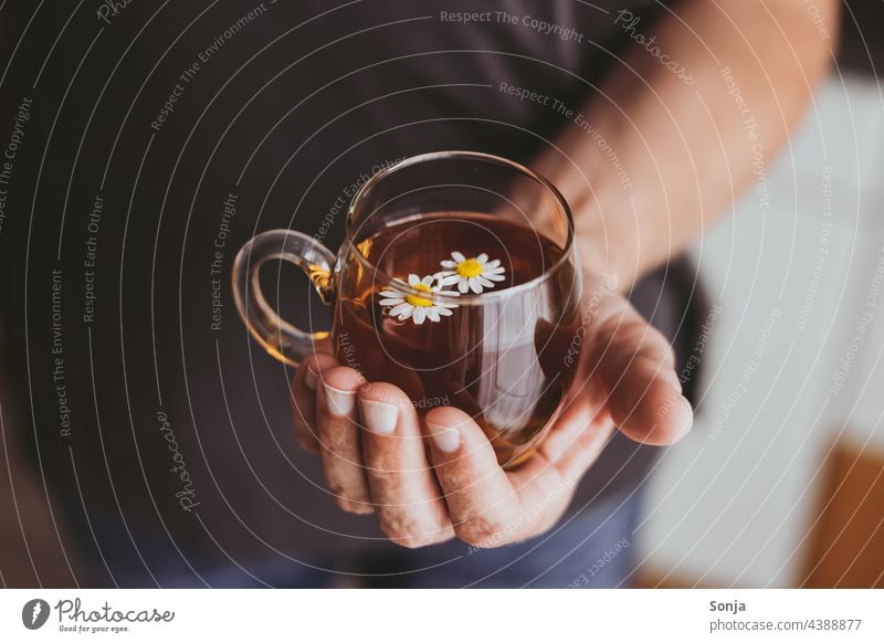 Man holding a cup of chamomile tea in his hand camomile tea stop Camomile blossom Medicinal plant Hot drink Healthy Blossom White Alternative medicine