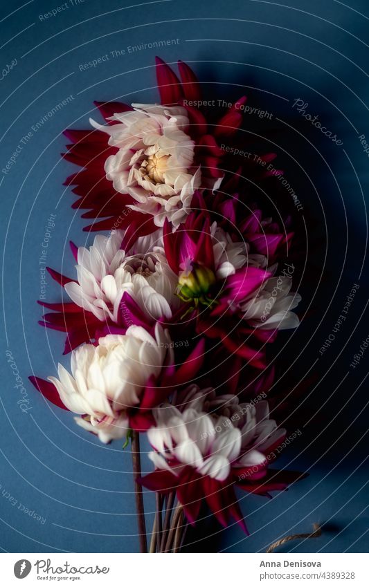 Bunch of red and white dahlias dahlia flower bouquet floral blossom garden bunch of dahlias summer autumn background august season autumn flowers autumn bouquet