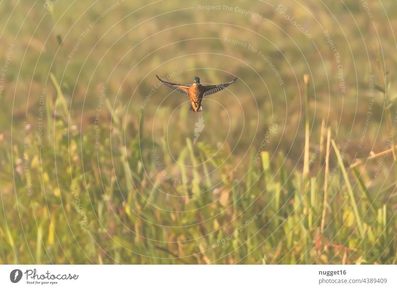 Kingfisher in shaking flight over a reed belt kingfisher Bird Animal Exterior shot Colour photo Wild animal Nature 1 Environment Deserted Animal portrait