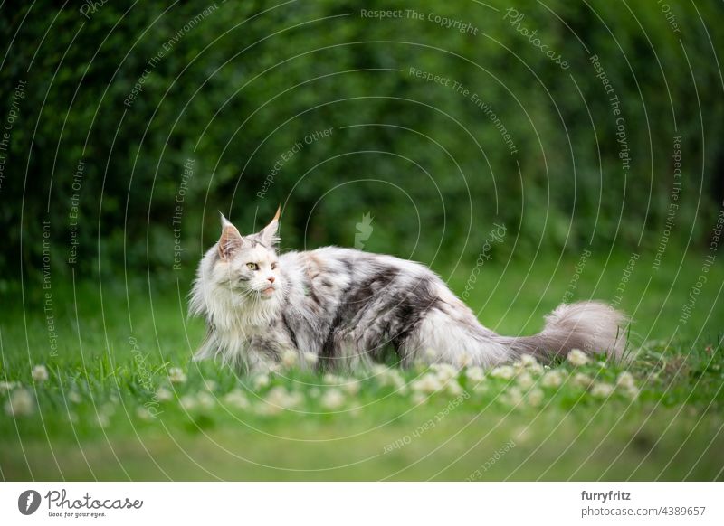 beautiful maine coon cat outdoors on green lawn nature grass meadow garden front or backyard white side view looking back feline fur fluffy ear tuft long tassel