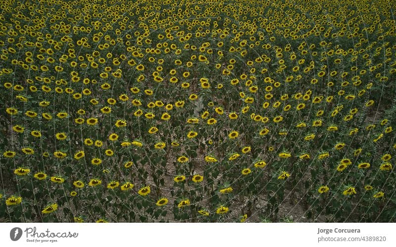 zenithal view of sunflower farm, organic and natural production blooms rural seed growth agricultural industry plant orange horizon nature meadow flora crop