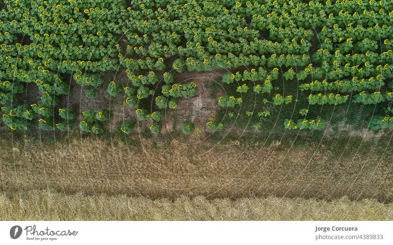 overhead view of a sunflower and wheat plantation. drone shoot field agriculture sunflowers aerial summer outdoor nature bright landscape horizon yellow sunny