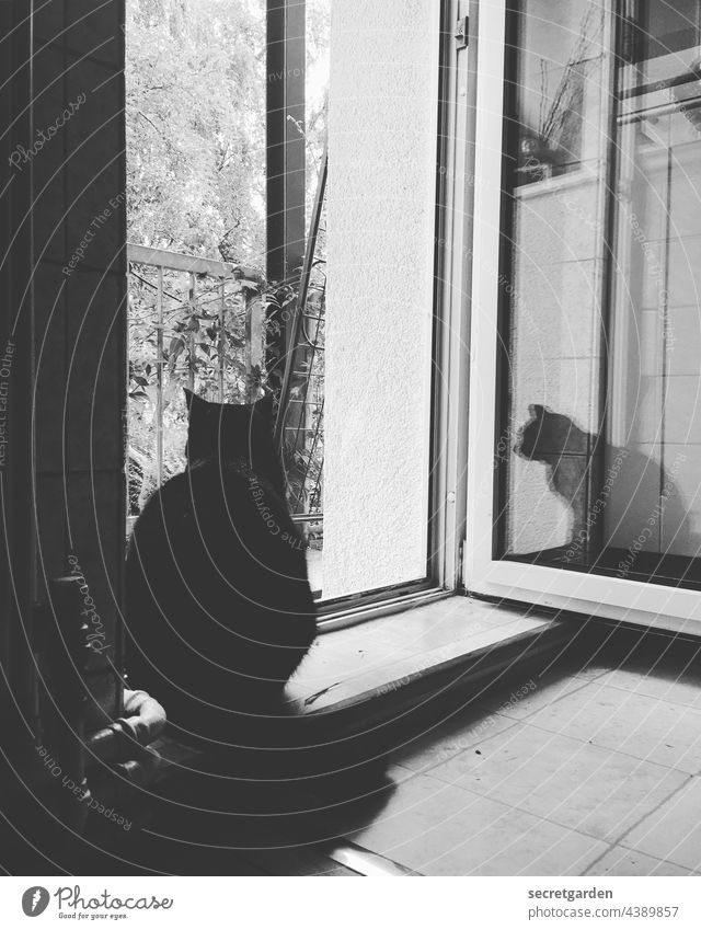 On the lookout, on the threshold.... Cat Balcony French windows Longing Kitchen tiles Interior shot interior Outdoor space fresh air peep Observe Pet Freedom