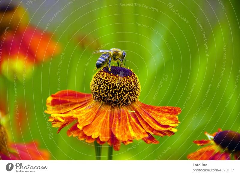 Gardening For Beginners XII - Sunflower Gets Kissed By A Honey Bee. Flower Plant Nature Exterior shot Colour photo Deserted Day Blossom Green