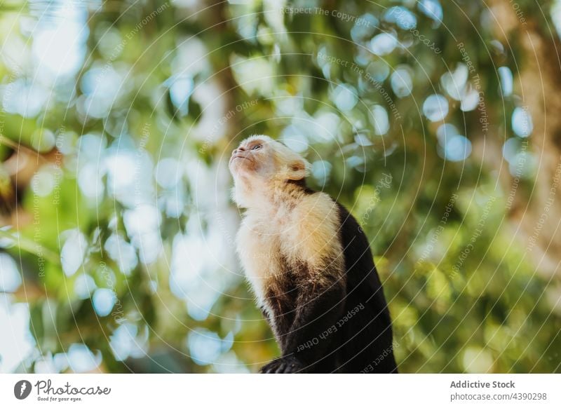 Cute monkey sitting on tree cebus imitator animal wild nature environment wildlife fauna exotic curious small branch forest tropical creature mammal habitat