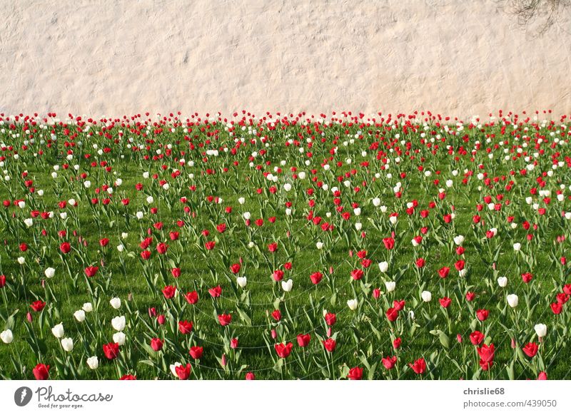 tulip meadow Landscape Plant Spring Beautiful weather Flower Grass Tulip Garden Park Meadow Moody Colour photo Exterior shot Deserted Day Light Contrast