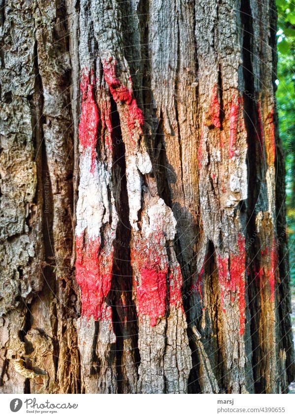 Trail marker on a tree Red-white-red Multicoloured Hiking Nature Tree Lanes & trails Vacation & Travel hiking sign Groundbreaking Signs and labeling Signage Old