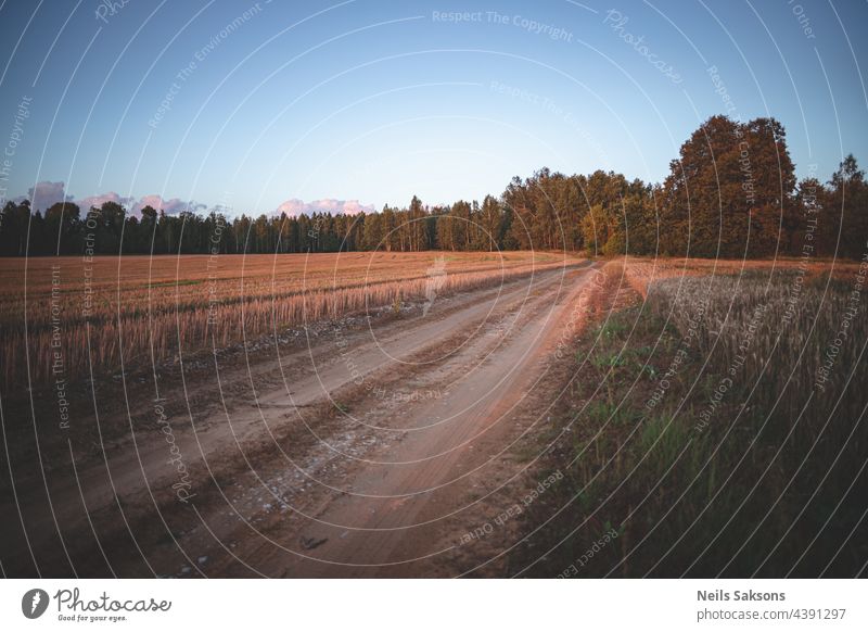 agricultural field after harvesting on both sides of gravel dirt road, forest in distance and blue sky with some clouds, usual Latvian landscape. golden rows