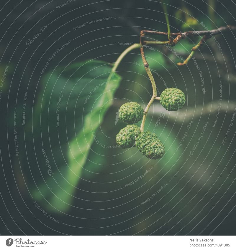 cones or catkins of white alder tree, one green leaf, small brown branch, dark green blurry natural background alder catkins alnus animal beautiful beauty