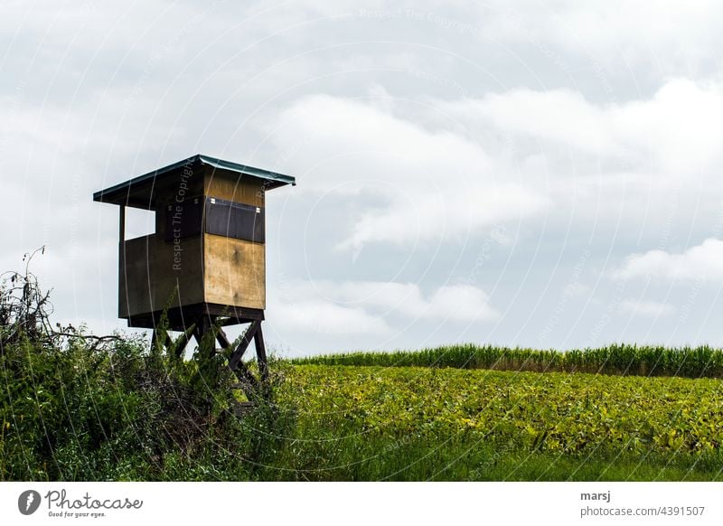 High seat in a pumpkin patch. Hunting Blind heightened Review Field Agriculture Sky Overview Loneliness