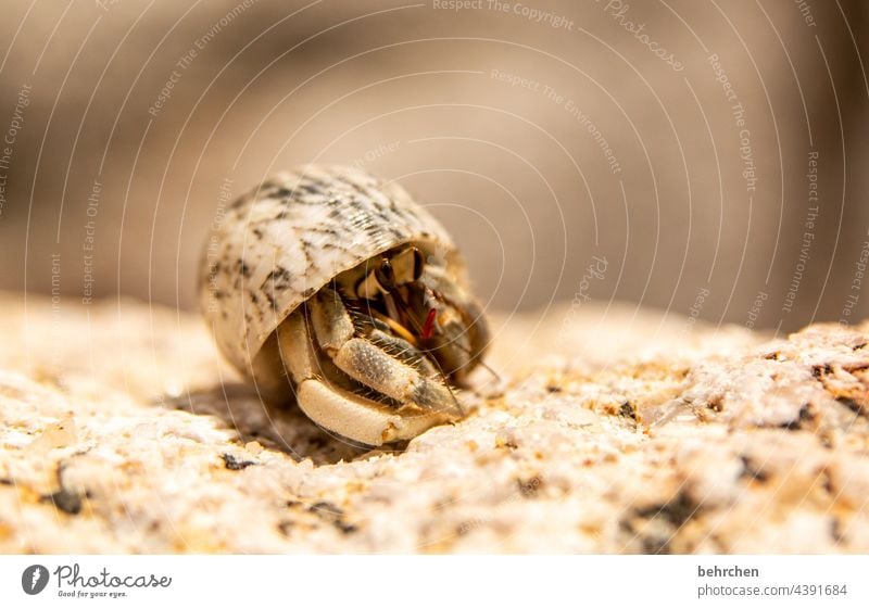 refuge Wanderlust Nature Vacation & Travel Tourism Trip Animal face Wild animal Ocean Beach Freedom Far-off places Adventure Hermit crab Exotic Fantastic Mussel