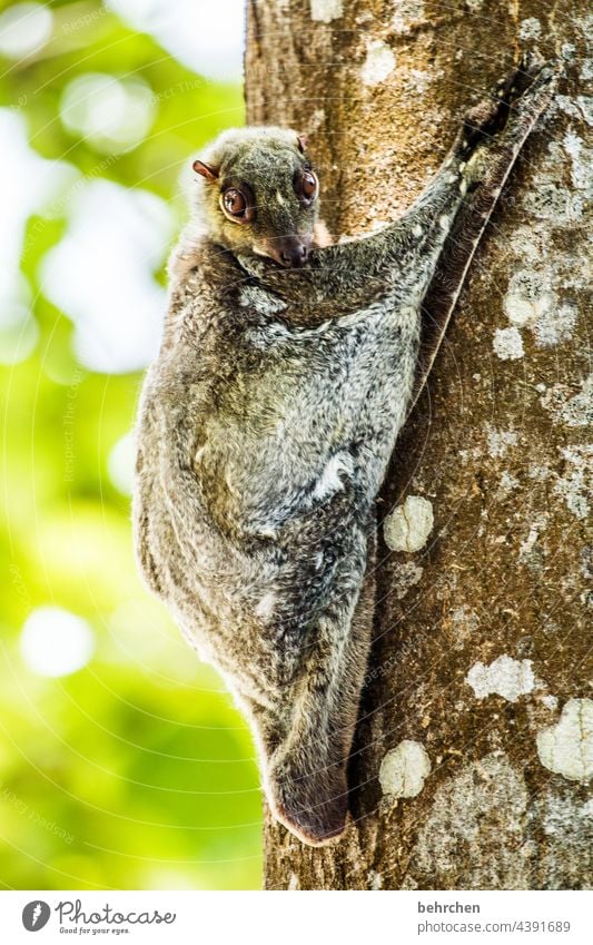 I see everything, ha! Animal portrait blurriness Sunlight Contrast Shadow Light Close-up Detail Deserted Day Exterior shot Colour photo Goggle eyes Looking