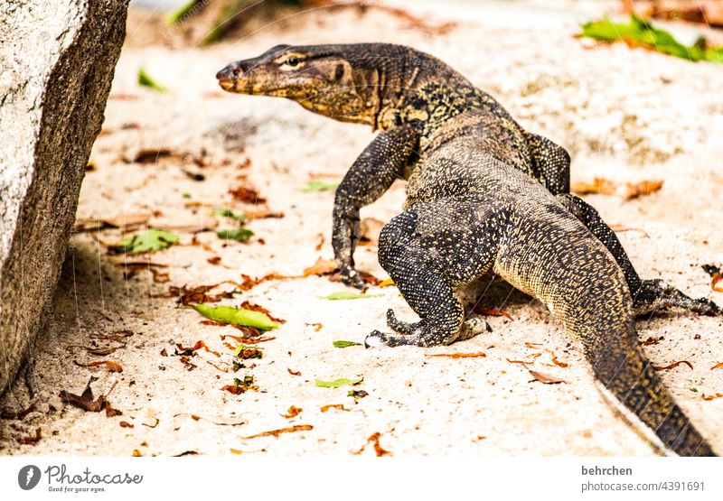 Hey, little one, want a cuddle? Animal portrait blurriness Sunlight Contrast Light Exterior shot Close-up Deserted Day Colour photo Fascinating Saurians