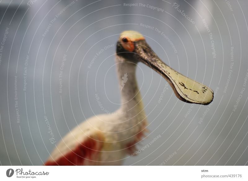 keep one's mouth shut Animal Wild animal Flamingo Animal face Wing Zoo Feather Beak 1 Exotic Colour Colour photo Subdued colour Interior shot Close-up Deserted