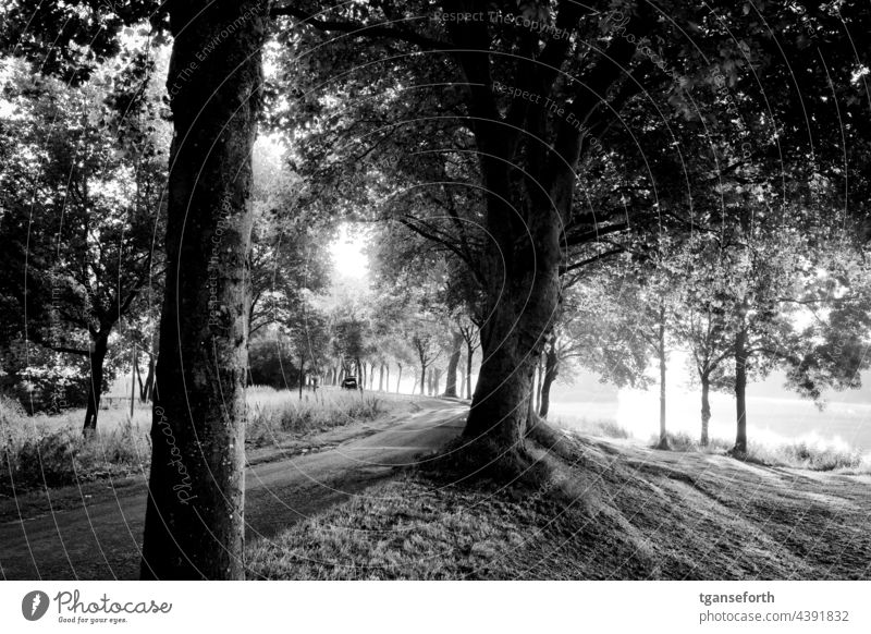 path along the banks of the Ems Emsland Water Morning Morning fog in the morning morning light morning mood morning sun morning hour Back-light Landscape