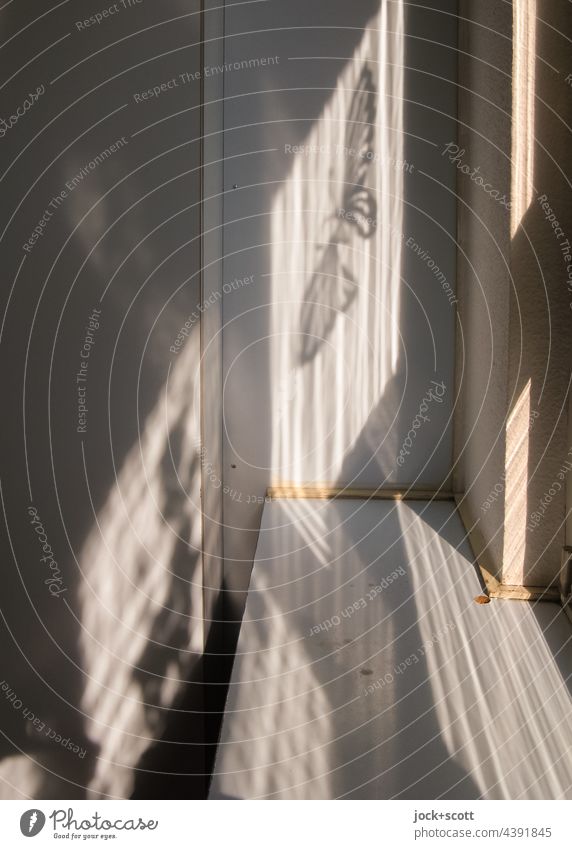 Butterfly silhouette between light and shadow Window board Window reveal Shadow Light Contrast Sunlight Silhouette between them Wall (building)