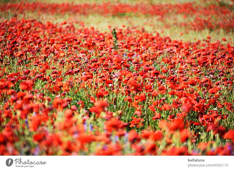 withered poppy field Poppy Flower Blossom Red Summer Plant Nature Poppy blossom Colour photo Corn poppy Exterior shot Meadow Field Poppy field poppy meadow