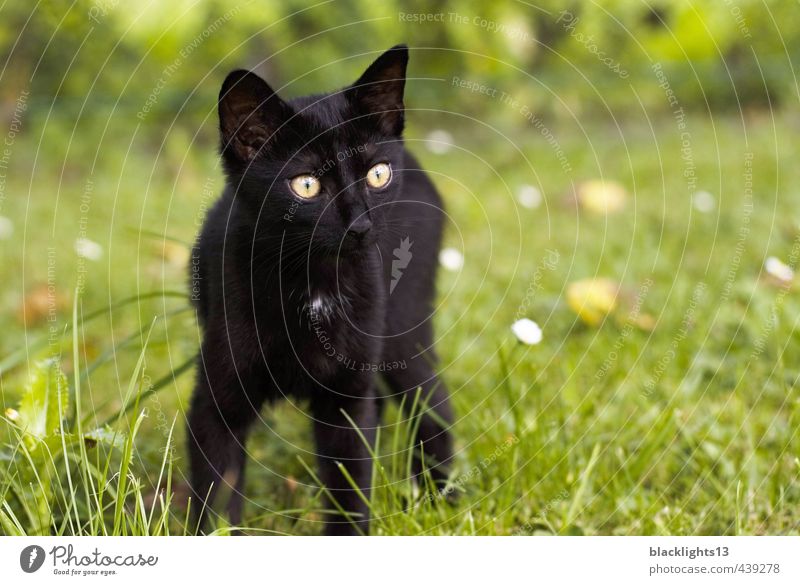 Cat "excrement cuba" Domestic cat Pet Cat eyes Eyes Looking Animal Black Exterior shot Summer Lawn Happiness Baby animal Face Playing