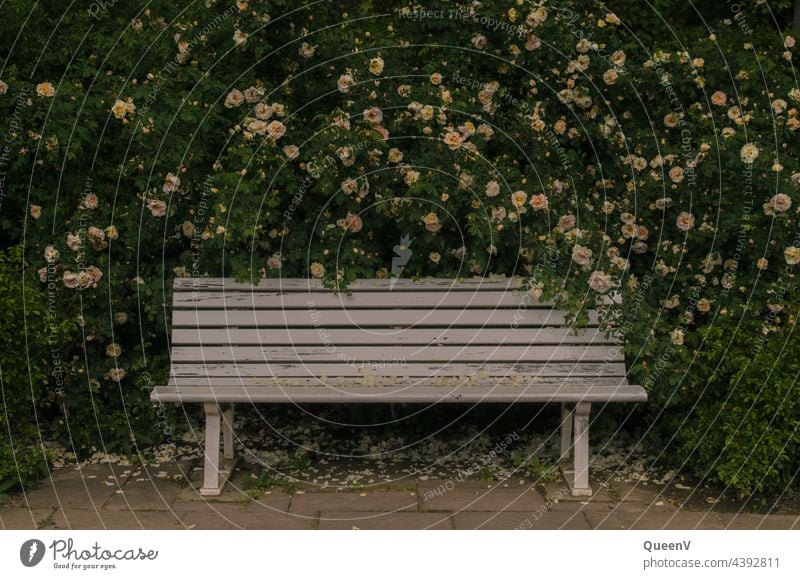 Romantic bench with roses in background pink Rose blossom Blossom pretty romantic Baroque Rose garden Dresden Blossoming Garden Fragrance Plant Flower Romance