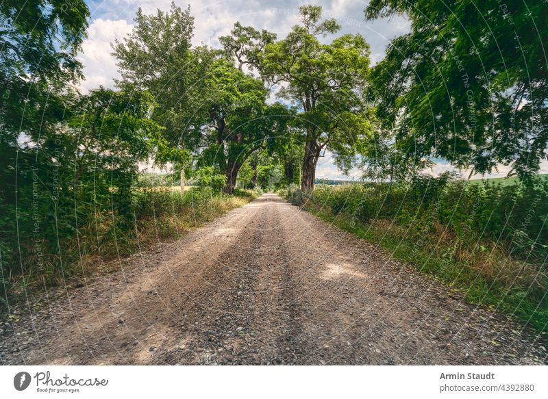 avenue with beautiful old trees and a gravel road nature landscape path outdoors perspective green travel country environment rural background street straight