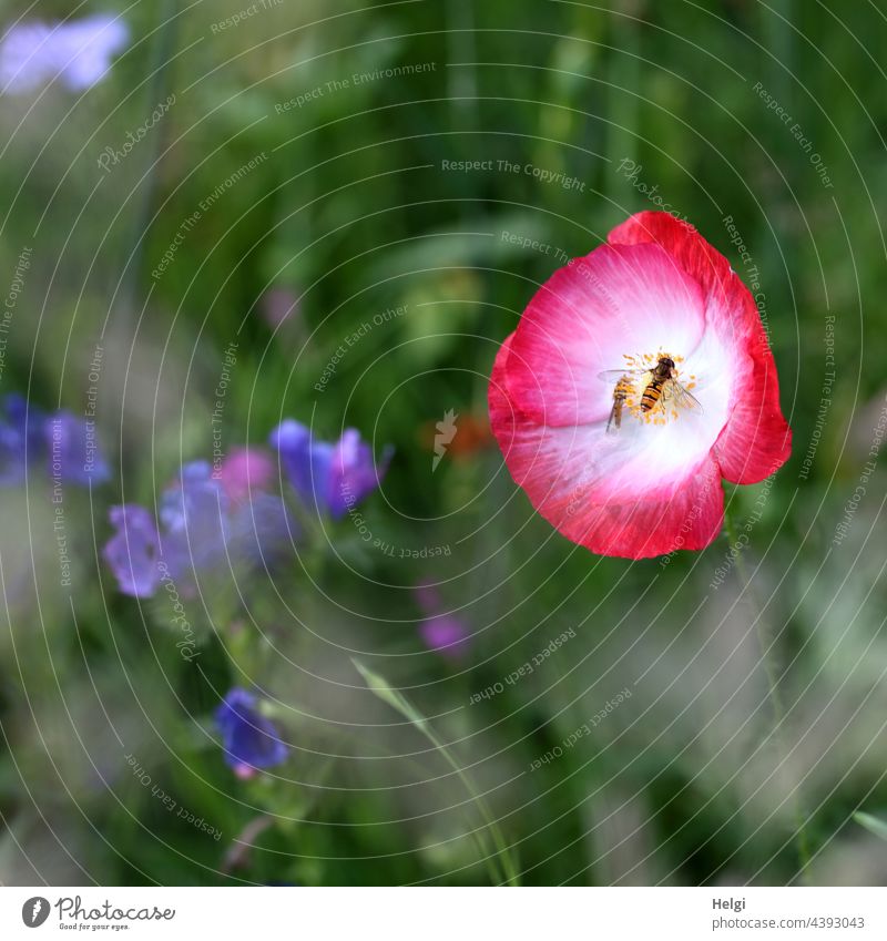 Mo(h)ntag - red and white poppy blossom with visit of two hoverflies in a flowering meadow Poppy Poppy blossom Hover fly Insect wax Flowering meadow