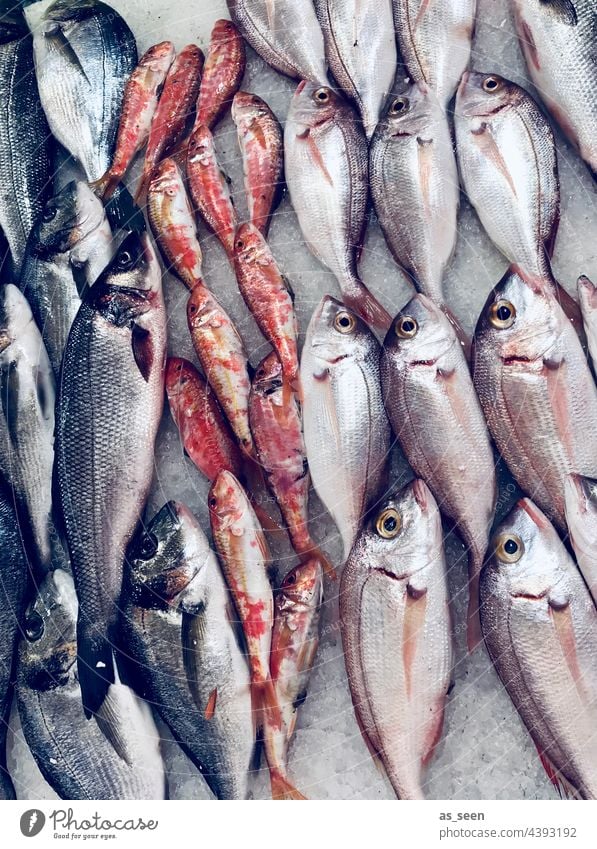 Fresh fish Fish Markets Marseille Glittering Herring sprint Orange Blue Gray White Food Colour photo Nutrition Animal Dead animal Deserted Fish market