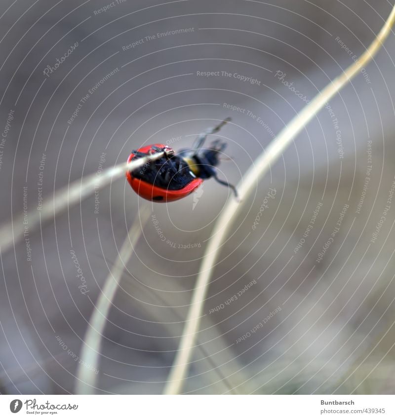 pole vault Nature Animal Grass Blade of grass Beetle Ladybird Insect 1 Movement Hang Small Cute Climbing Colour photo Exterior shot Close-up