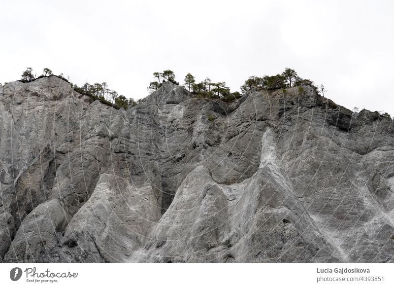 Rocky walls of the Ruinaulta ravine or gorge in Switzerland. Photo from the bottom of the ravine exposing their texture. Some coniferous trees are on the top of the rock. There is a lot of copy space.