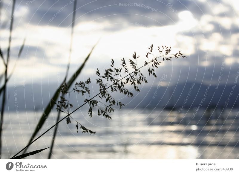 lake view Lake Clouds Common Reed Blade of grass Hill Waves Reflection Water