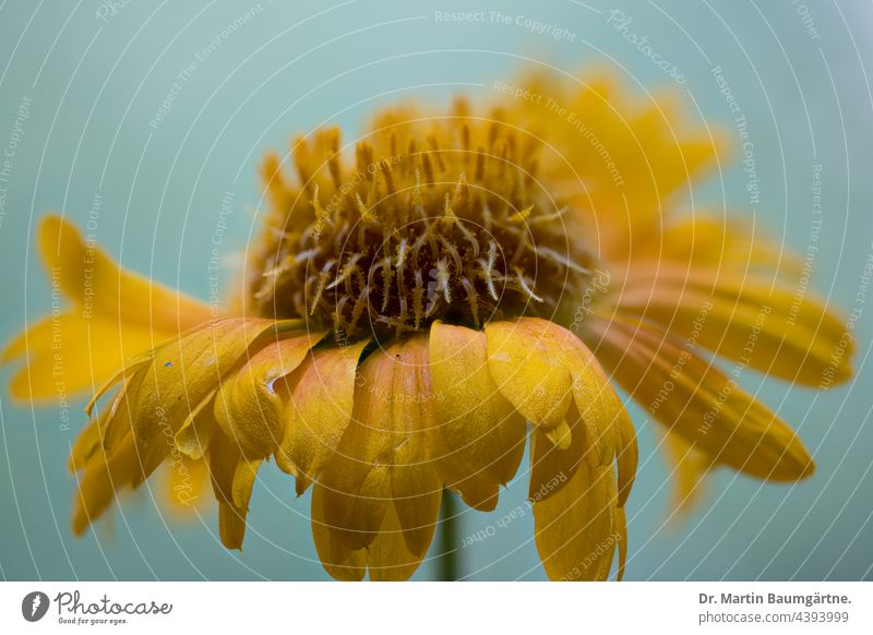 Gaillardia, yellow variety; coquina flower cockade flower inflorescence Yellow Plant Hybrids Flower composite garden flower summer bloomers shrub perennial