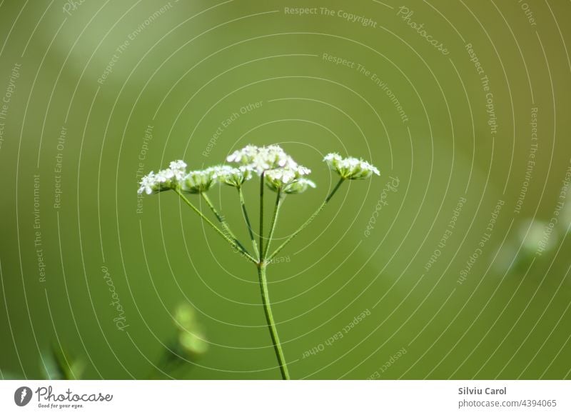 Spreading hedgeparsley in bloom closeup with green blurred background small summer wildlife white animal grass isolated macrophotography science locust yellow