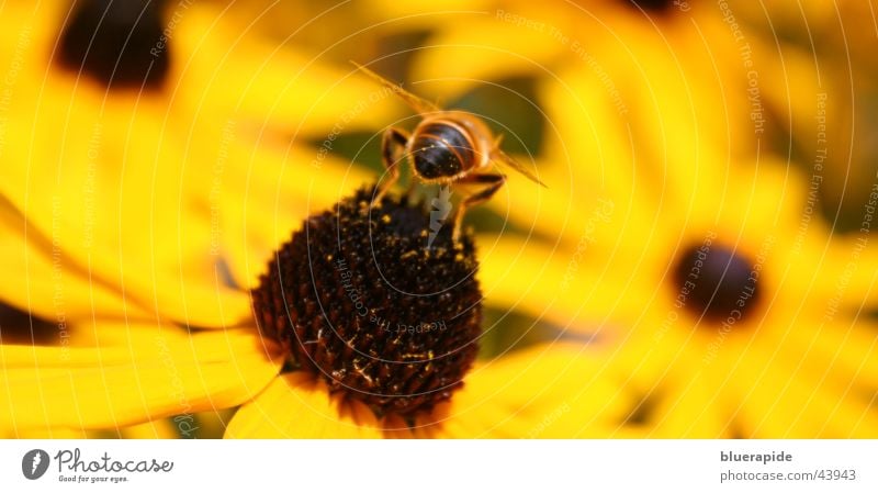 Bee from behind Hind quarters Flower Yellow Middle Blossom Wing Legs Seed Rear view