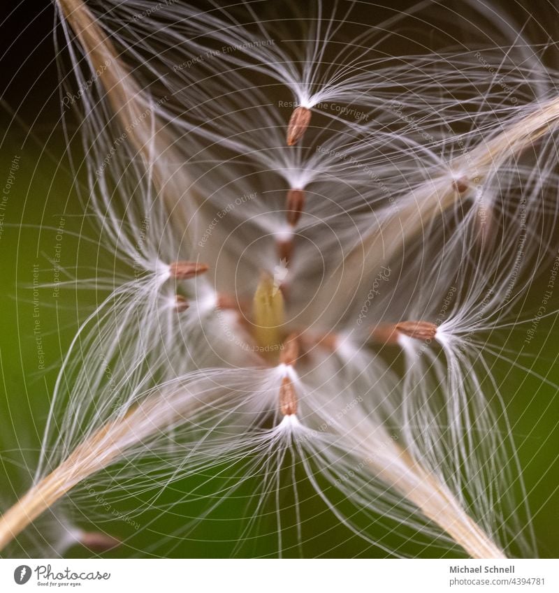 Macro image: Fine hairs and seeds of a plant Plant Macro (Extreme close-up) Nature Close-up Detail Summer Easy threads Delicate Soft White Colour photo Sámen