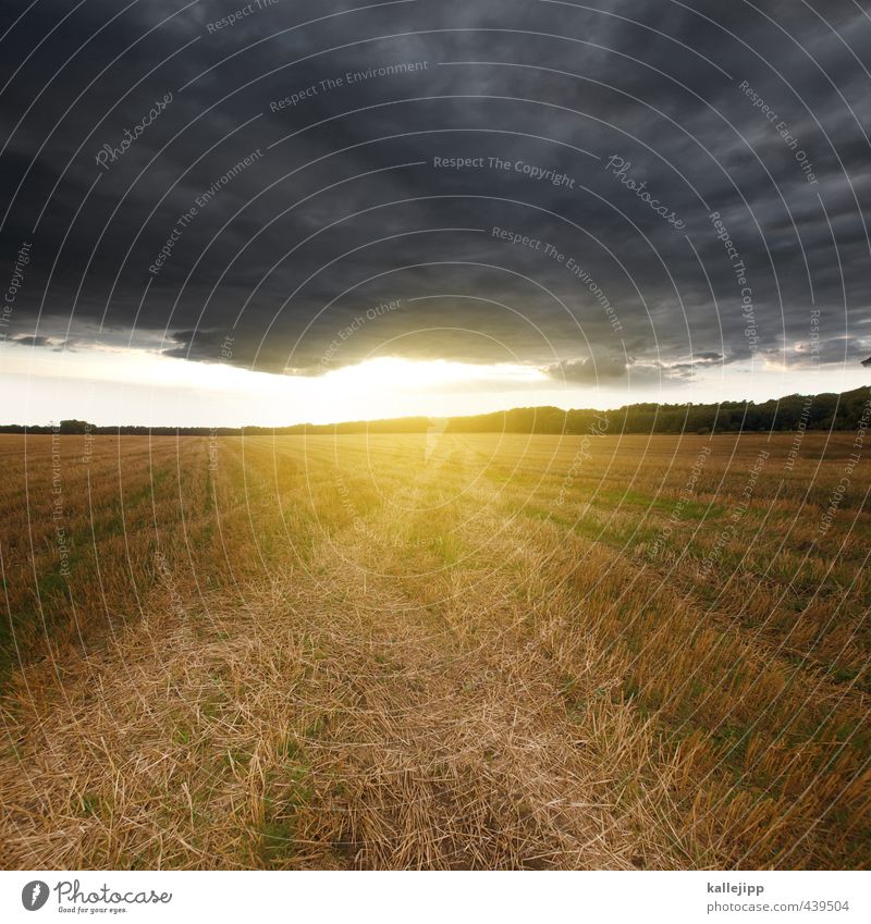 light on the horizon Environment Nature Landscape Clouds Storm clouds Sun Gale Field Yellow Gold Stubble field Horizon Grain field Brandenburg Tractor track