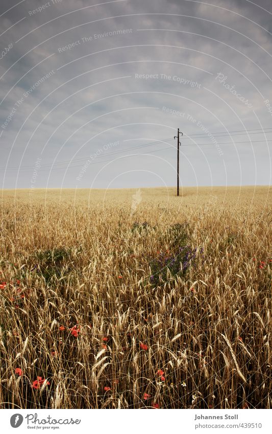 cornfield Vacation & Travel Agriculture Forestry Energy industry Renewable energy Landscape Storm clouds Bad weather Agricultural crop Field Threat Dark